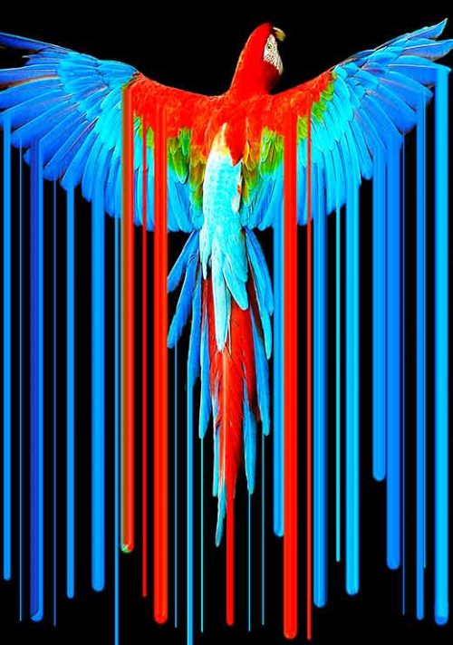 Parrot - Tony Rubino