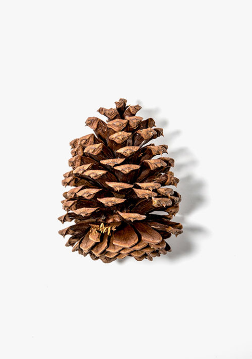 Pinecone